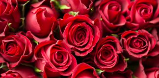 פרחים לכל אירוע – איך לבחור אותם?